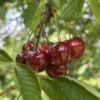 cerise coeur de verberie, encore accrochée dans son arbre à maturité