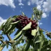 cerises Kordia sur une branche très chargée, montrant la très grande fertilité de cette variété