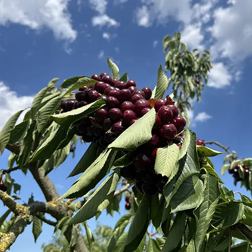 cerises Kordia sur une branche très chargée, montrant la très grande fertilité de cette variété