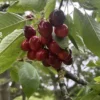 cerise sam dans son arbre