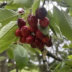 cerise sam dans son arbre