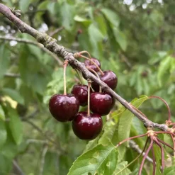 cerise schneiders dans son arbre