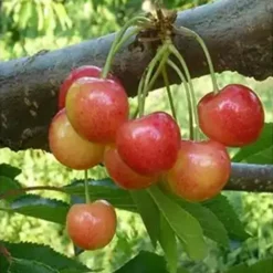 cerisier stardust dans son arbre