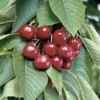 cerisier stella dans son arbre