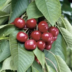 cerisier stella dans son arbre