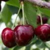 cerise summit dans leur arbre