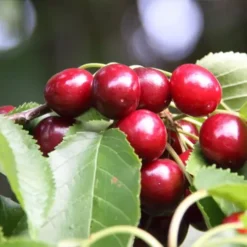 cerise van dans leur arbre