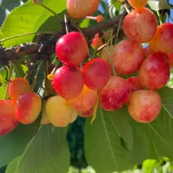cerisier vega dans son arbre