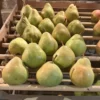 poire charles ernest