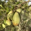 poire comtesse de paris dans son arbre dans notre verger