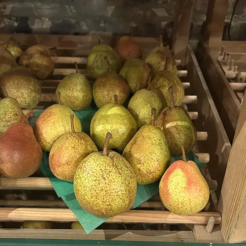 poire duchesse d'angouleme