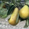 poire beurre durondeau