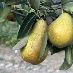 poire beurre durondeau