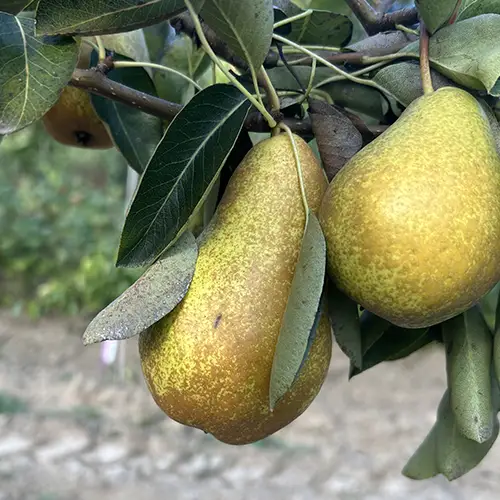 poire beurre durondeau