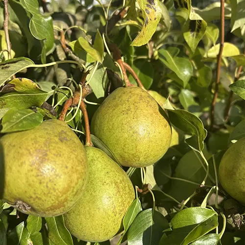 poire eugene thiriot