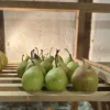 poire fondante thiriot lors de l'exposition PomExpo