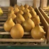 poire general leclerc