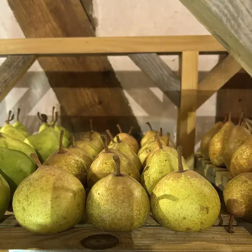 poire josephine de malines