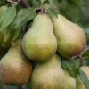 poire Jules d'Airoles
