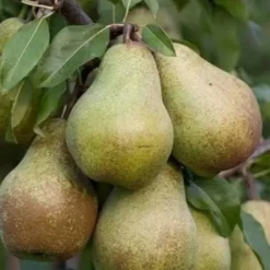 poire Jules d'Airoles