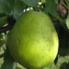 poire madame gregoire