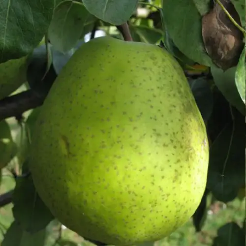 poire madame gregoire