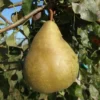 poire nicolas panache