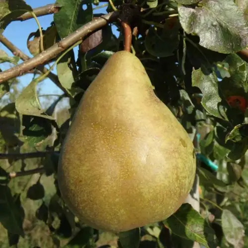 poire nicolas panache