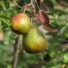 poire pierre corneille