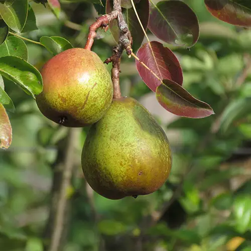 poire pierre corneille