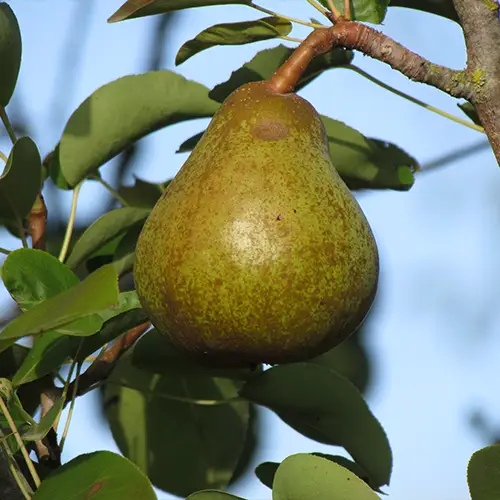 poire pierre corneille sur un arbre