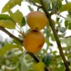 pommier à cidre pomme poire