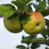 Pommier à cidre Douce Moën
