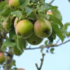 Pommier à cidre Barbarie