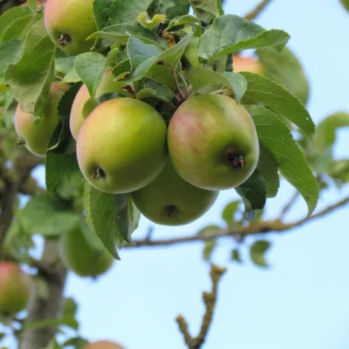 Pommier à cidre Barbarie