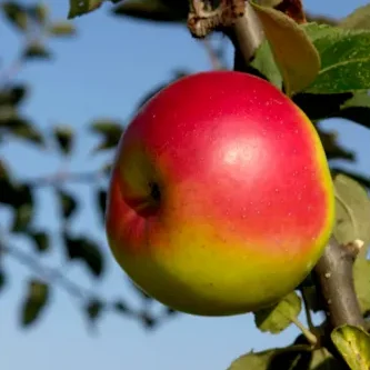 pommier à cidre germaine
