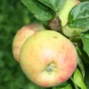 pommier à cidre panneterie