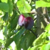 prunes altesse double dans leur arbre