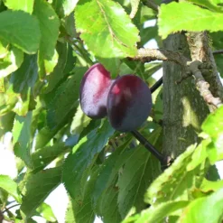prunes altesse double dans leur arbre