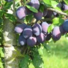 prunes anna spath dans leur arbre