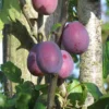 prunier belle de louvain dans son arbre