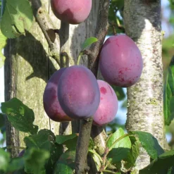 prunier belle de louvain dans son arbre