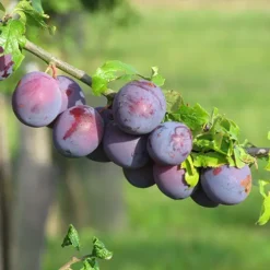 prunes bleue de belgique dans leur arbre
