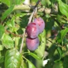 prunier prune d'ente dans l'arbre