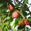 prunier reine claude rose de marcoing dans son arbre