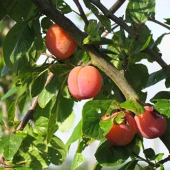 prunier reine claude rose de marcoing dans son arbre
