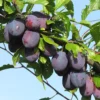 prunes stanley dans son arbre