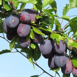 prunes stanley dans son arbre