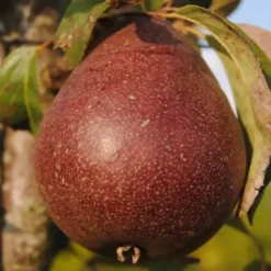 Poirier 'Red Anjou'