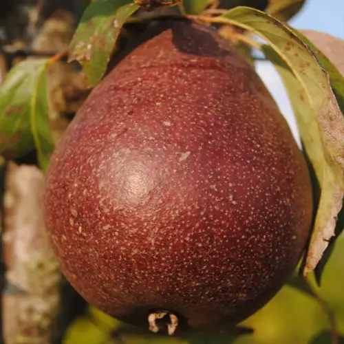 Poirier 'Red Anjou'